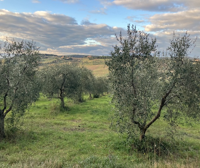 Ulivi nella quiete, foto di Sibilla Ulivi