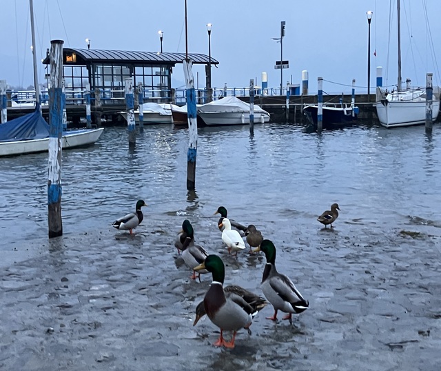 Gruppo di papere - foto di Sibilla Ulivi